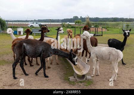 Darmstadt, Allemagne. 21 mai 2024. Dans le quartier Arheiligen de Darmstadt, Regine Jakobi s'occupe d'un groupe d'animaux andins sud-américains dans la ferme 'Luna Alpacas'. Les alpagas avec des yeux boutonnés bruns et une légère lueur argentée sous une coiffure punky ne sont pas seulement des animaux de loisir à câliner, leur laine douce peut également être pratiquement transformée en chapeaux et foulards. Crédit : Helmut Fricke/dpa/Alamy Live News Banque D'Images