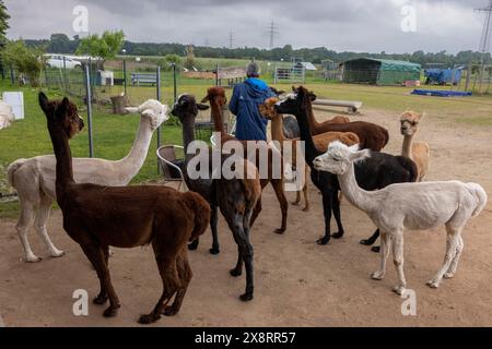 Darmstadt, Allemagne. 21 mai 2024. Dans le quartier Arheiligen de Darmstadt, Regine Jakobi s'occupe d'un groupe d'animaux andins sud-américains dans la ferme 'Luna Alpacas'. Les alpagas avec des yeux boutonnés bruns et une légère lueur argentée sous une coiffure punky ne sont pas seulement des animaux de loisir à câliner, leur laine douce peut également être pratiquement transformée en chapeaux et foulards. Crédit : Helmut Fricke/dpa/Alamy Live News Banque D'Images