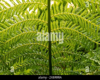 Fronde de fougère d'autruche luxuriante verte dans la forêt printanière ensoleillée. Plante de fougère Matteuccia struthiopteris ou fiddlehead ou fougère à volant. Banque D'Images