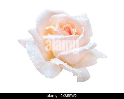 Fleur rose orange avec gouttes d'eau isolées sur blanc. Fleur de rose de thé hybride élégante. Forme classique de fleur de rose. Banque D'Images