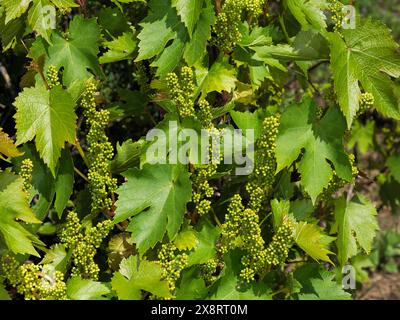 Une vigne Baby Grape avec des raisins nouveau-nés dans un vignoble Banque D'Images