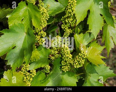 Une vigne Baby Grape avec des raisins nouveau-nés dans un vignoble Banque D'Images