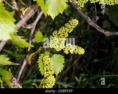 Une vigne Baby Grape avec des raisins nouveau-nés dans un vignoble Banque D'Images