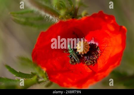 Eton Wick, Windsor, Royaume-Uni. 27 mai 2024. Un Oedemera nobilis vert, également connu sous le nom de faux coléoptère du pétrole, coléoptère des fleurs à pattes épaisses, ou coléoptère à cuisse gonflée repose sur un pavot dans un pré à Eton Wick, Windsor, Berkshire. Le coléoptère vert de la famille des Oedemeridae est une espèce commune en Europe occidentale, y compris dans le sud de l'Angleterre. Crédit : Maureen McLean/Alamy Live News Banque D'Images