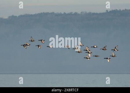 Groupe de pochards à crête rouge en vol, lac Neuchâtel, Suisse Banque D'Images