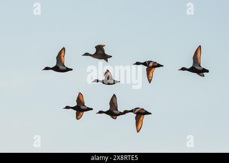 Groupe de pochards à crête rouge en vol, lac Neuchâtel, Suisse Banque D'Images