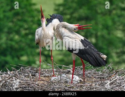 Treplin, Allemagne. 27 mai 2024. Deux cigognes blanches se dressent dans un nid sur le toit d'une église à l'est du Brandebourg. Cette paire élève actuellement quatre poussins. La cigogne blanche est l'un des oiseaux nicheurs les plus impressionnants et les plus connus. Il y a environ 1200 couples reproducteurs dans le Brandebourg. Crédit : Patrick Pleul/dpa/Alamy Live News Banque D'Images