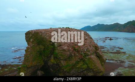 Beau rocher en mer avec mouettes. Agrafe. Roche de mer avec mouettes sur fond de côte le jour nuageux. Vue de dessus du paysage marin de la côte nord avec Banque D'Images