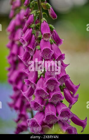 Foxglove pourpre Digitalis purpurea en pleine floraison Banque D'Images