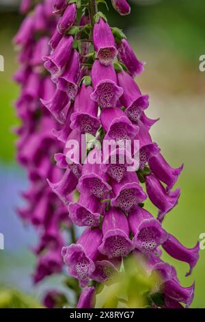 Foxglove pourpre Digitalis purpurea en pleine floraison Banque D'Images