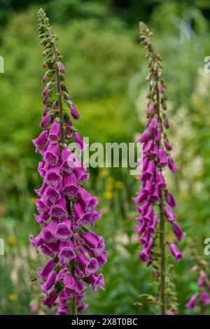 Foxglove pourpre Digitalis purpurea en pleine floraison Banque D'Images