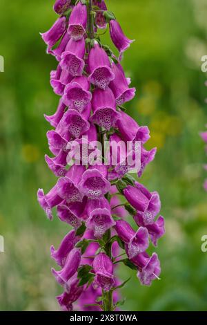 Foxglove pourpre Digitalis purpurea en pleine floraison Banque D'Images