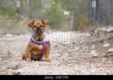 Le vieux chien Nami assis sur la route nous montre son manque de dents dû à la maladie, Alcoy, Espagne Banque D'Images