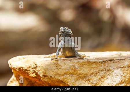 Un lézard agama étoilé, stellagama stellio, sur un rocher. Aussi connu sous le nom d'agama rocheux roughtail ou dragon peint. Banque D'Images