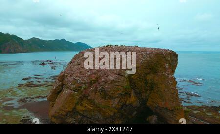 Beau rocher en mer avec mouettes. Agrafe. Roche de mer avec mouettes sur fond de côte le jour nuageux. Vue de dessus du paysage marin de la côte nord avec Banque D'Images