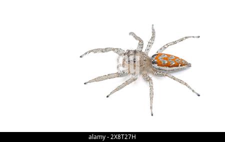 L'araignée sauteuse gris tigre - Paramaevia michelsoni - est une espèce d'araignée sauteuse se trouve aux États-Unis. Isolé sur fond blanc top dor Banque D'Images