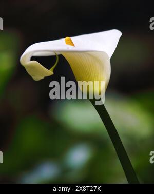 Perfect White Calla Lily, gros plan sur la belle fleur blanche en pleine fleur sauvage dans la forêt tropicale des Açores Banque D'Images