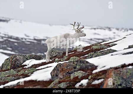 Norvège, Varanger, renne Banque D'Images