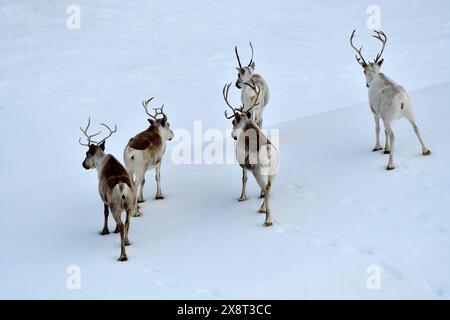 Norvège, Varanger, Rangifer tarandus, rennes Banque D'Images