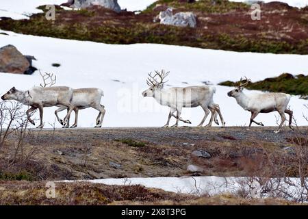 Norvège, Varanger, Rangifer tarandus, rennes Banque D'Images