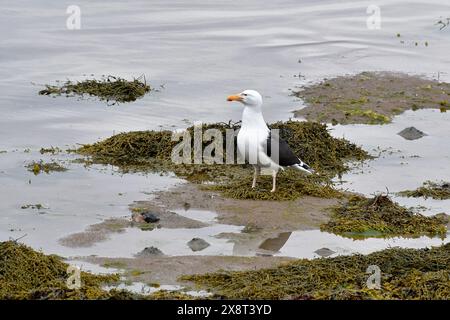 Norvège, Varanger, Larus marinus, Great Black-back Goull Banque D'Images