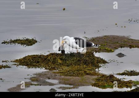 Norvège, Varanger, Larus marinus, Great Black-back Goull Banque D'Images