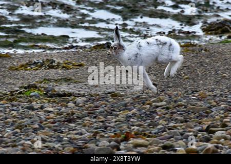 Norvège, Varanger, Lepus timidus, lièvre de montagne Banque D'Images