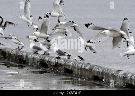 Norvège, Varanger, Berlevag, Rissa tridactyla, Kittiwakes à pattes noires Banque D'Images