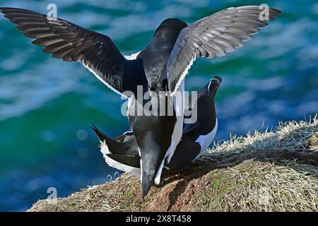 Norvège, Hornoia, Razorbills Banque D'Images