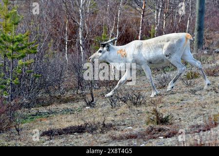 Norvège, Varanger, Rangifer tarandus, rennes Banque D'Images