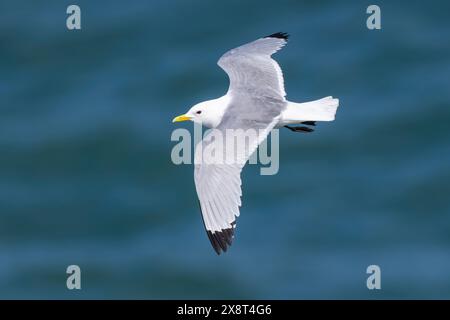 Kittiwake en flght sur un beau fond de mer bleu Banque D'Images