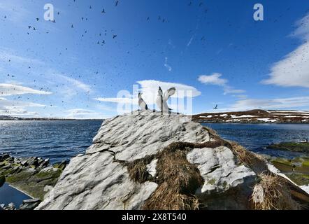 Norvège, Hornoia, Razorbills Banque D'Images