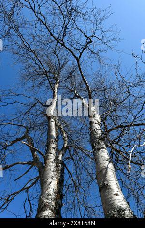 Finlande, Ivalo, Betula pendula), bouleaux Banque D'Images