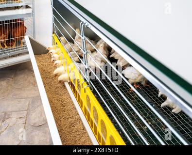 Poussins blancs d'un jour DeKalb dans le système d'élevage en cage. Banque D'Images