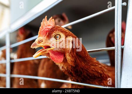Photo en gros plan de haute qualité de poule brune dans la volaille. Portrait en gros plan d'une poule IsoBrown. Poule pondeuse. Banque D'Images