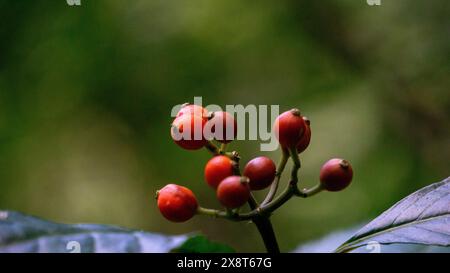 Palicourea racemosa. Cette plante pousse dans les forêts et les bois, la savane, les arbustes, les prairies indigènes, les zones humides (à l'intérieur des terres). Banque D'Images