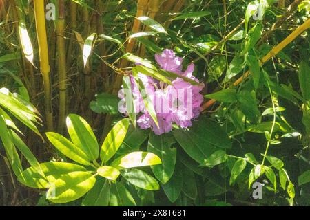 Rhododendron 'Roseum elegans' Garden Plant. Banque D'Images