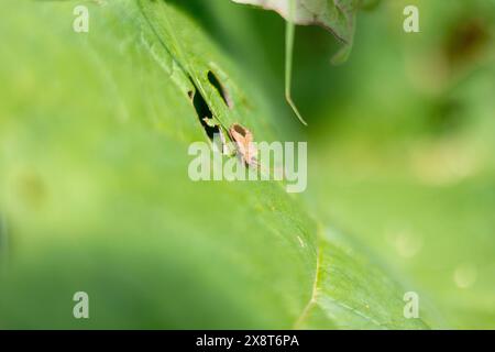 Jardins tropicaux au Royaume-Uni avec des mouches et des insectes Banque D'Images