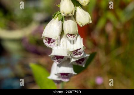 Foxglove Digitalis Dalmatian White Banque D'Images