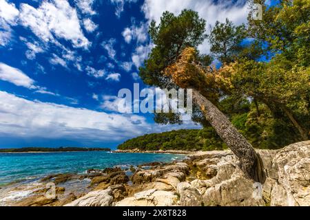 Paysage de la côte croate autour de Rovinj, plages rocheuses, Azur mer Adriatique Istrie Croatie Banque D'Images