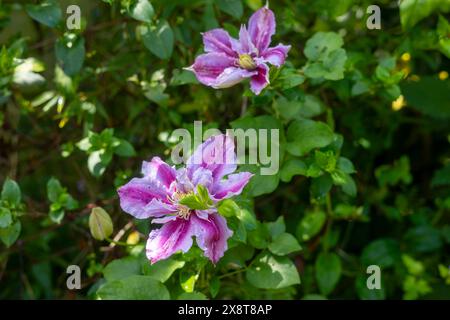 Clematis Lasting Love Grazyna Climbing Plant Banque D'Images