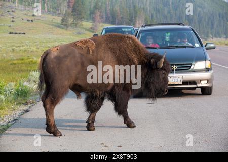 États-Unis, Wyoming, Yellowstone National Park, Hayden Valley, Bison (latin:Bison bison), touristes en voiture regardant Banque D'Images