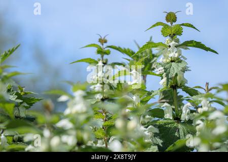Orties blanches (album Lamium). Banque D'Images