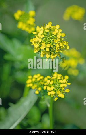 Inflorescence jaune de la moutarde blanche (Sinapis alba). Banque D'Images