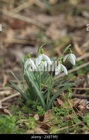 Groupe de gouttes de neige (Galanthus nivalis). Fleurs sauvages en croissance. Banque D'Images