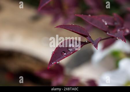 Gouttes d'eau capturées dans les feuilles violettes d'un bambou houx, Nandina domestica pygmaea, Banque D'Images