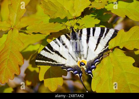 Rare queue d'araignée (Iphiclides podalirius), mai, Lusace, Saxe, Allemagne Banque D'Images