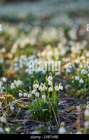 Champ de flocon de neige de printemps (Leucojum vernum) fleurissant au printemps, Bavière, Allemagne Banque D'Images