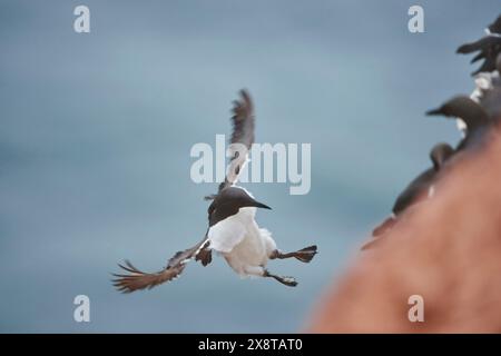 Murme commun (Uria aalge) atterrissant sur un rocher, Helgoland, Allemagne Banque D'Images