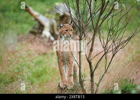 Gros plan d'un lynx eurasien (Lynx lynx carpathicus) dans la forêt bavaroise en été Banque D'Images